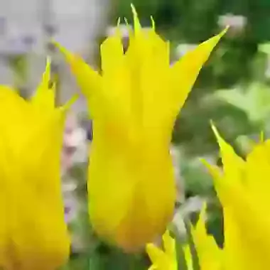 La Perla